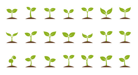 Multiple small green seedling plants growing. © Surya