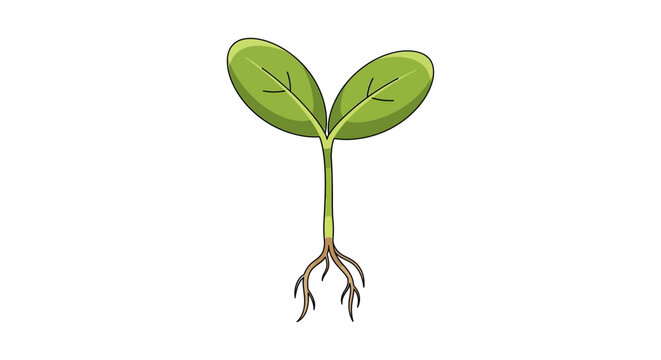 Small green plant with roots growing.