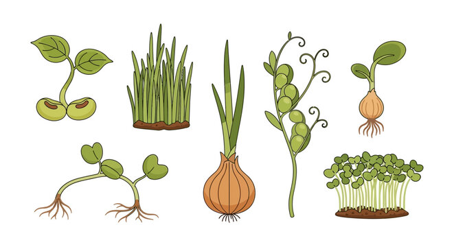 Sprouting plants and seedlings growing.