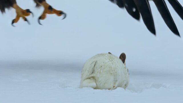 Powerful eagle attacking prey in heavy snowfall