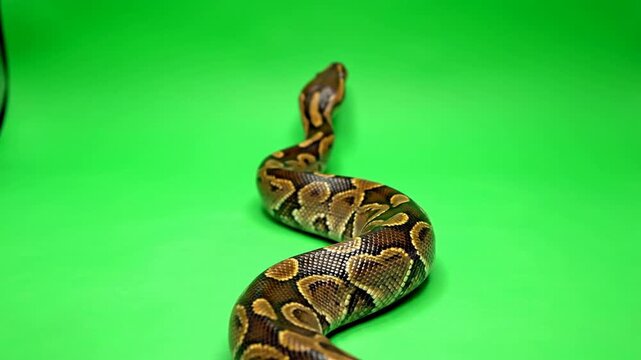 Isolated Ball Python Slithering on Vibrant Green Screen Background for Compositing and Visual Effects