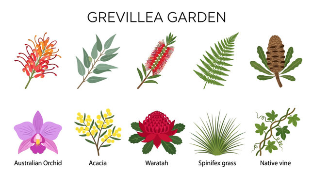 Native Australian Garden Plants Including Grevillea Orchid Acacia Waratah and Spinifex