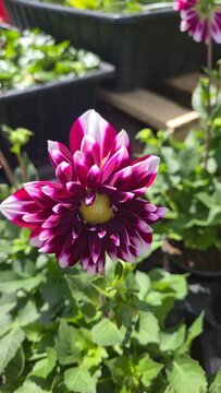 Des p&eacute;tales en rose