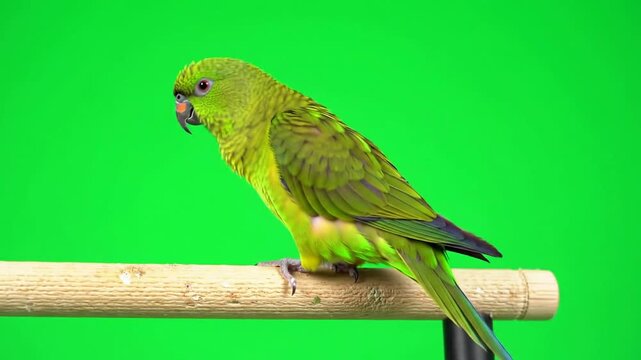 Vibrant Green Bird Perched on a Branch Isolated On Bright Green Screen Background for Visual Effects and Compositing
