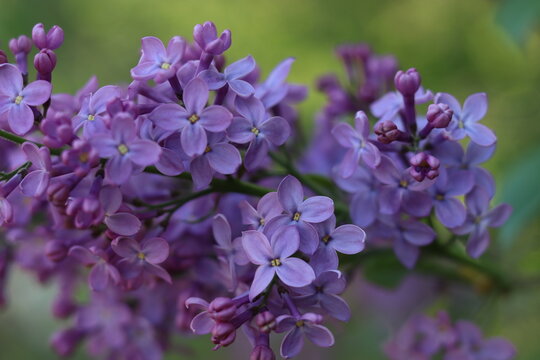 a cluster of purple lilacs