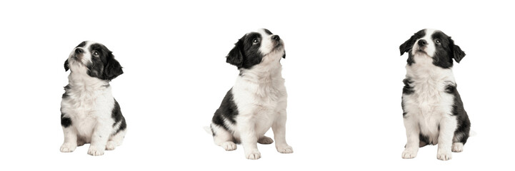Set and collection of cute small black and white puppy dog sitting isolated on white background © createrthing