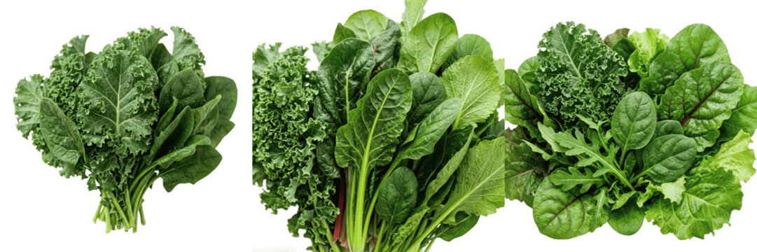Set and collection of fresh green spinach and kale leaves bunch isolated on white transparent png background