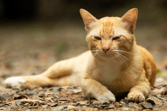 Cute cat lying on the ground and yawning, selective focus