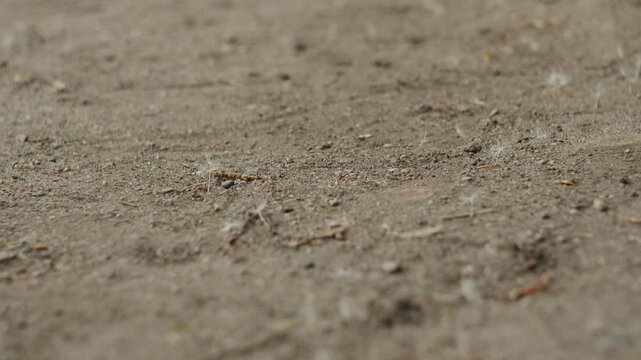 Close up of white poplar fluff drifting on dry brown dirt ground. Nature seeds blowing across dusty soil surface. Seasonal plant dispersal in summer park land.