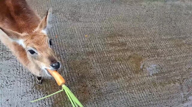 Brown baby deer eating a carrot deliciously in the zoo