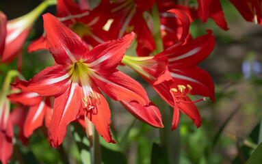 Fototapeta premium Beautiful, red St. Joseph’s Lily flowers blooming in the early spring garden. Closeup. 