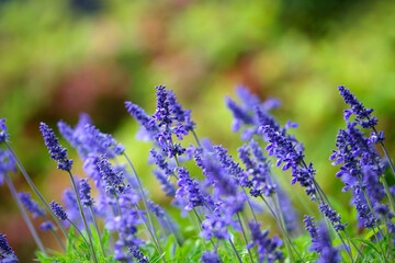 Obraz premium Beautiful Blue Salvia (salvia farinacea) flowers blooming in the spring pollinator garden