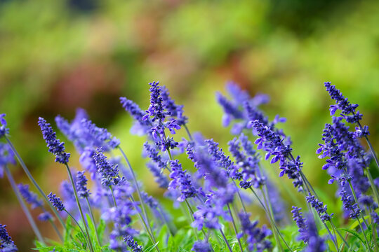 Beautiful Blue Salvia (salvia farinacea) flowers blooming in the spring pollinator garden
