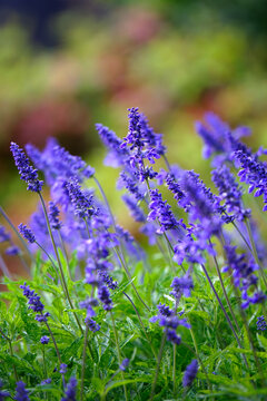 Beautiful Blue Salvia (salvia farinacea) flowers blooming in the spring pollinator garden