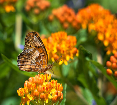 Variegated Fritillary butterfly (Euptoieta claudia) feeding on Butterfly milkweed (Asclepias tuberosa) flowers in the garden. Closeup.