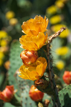 Beautiful orange and yellow blossoms of Prickly Pear Cactus flower (Opuntia humifusa) in Texas spring.