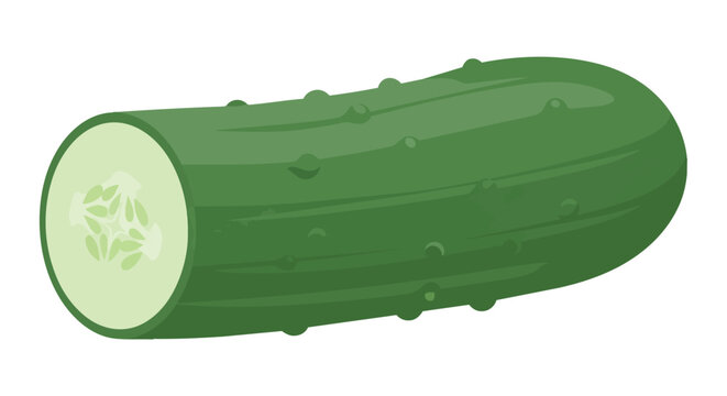 Fresh Green Cucumber Illustration with Cut Cross Section