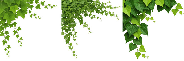 Set and collection of fresh green ivy leaves branch isolated on white transparent png background © incredibleshots