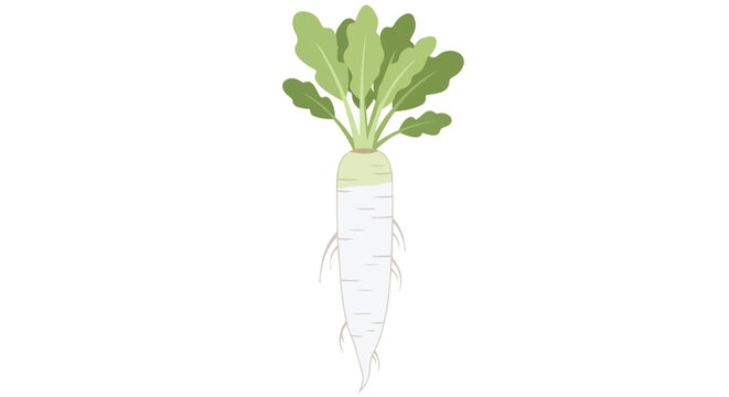 Fresh Organic White Daikon Radish with Vibrant Green Leaves Isolated Illustration