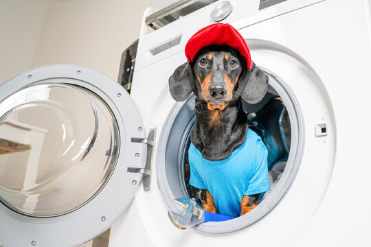 A dachshund dog wearing a red plumber's cap and blue shirt sits inside an open washing machine drum and looks at the camera - a funny home laundry and renovation concept
