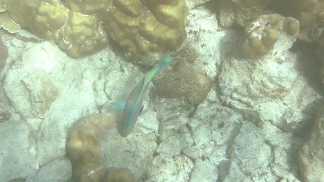 Quoy's Parrotfish Swimming Over a Coral Reef in Palau