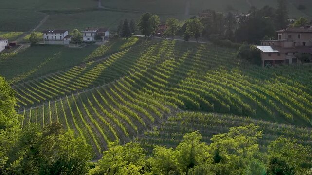 Aerial View of Barolo Vineyards and Rolling Hills in Piedmont Italy
