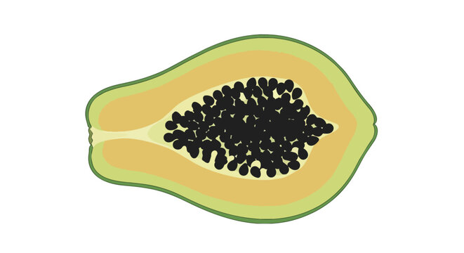 Half Slice of Fresh Ripe Papaya with Black Seeds on White Background Illustration