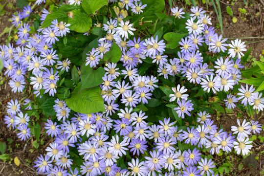 見頃を迎えたミヤコワスレの花