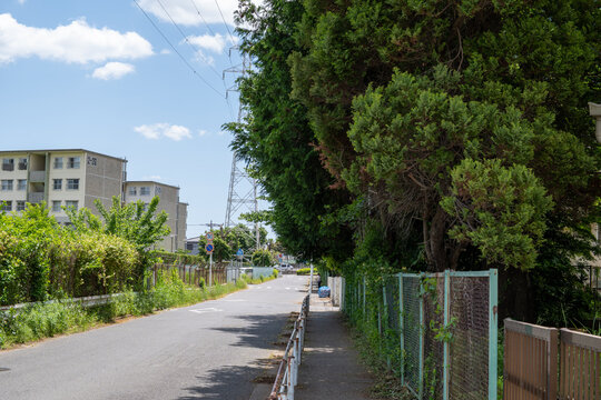 道路沿いに生い茂る木