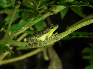 Fototapeta premium Black-spotted rock frog on a tree branch. 