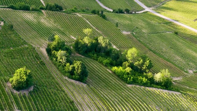 Aerial View of Rolling Vineyards in La Morra Piedmont Italy