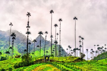 Fototapeta premium Giant tall Quindio wax palms in Cocora Valley, Quindio, Colombia