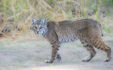 Obraz premium Arizona Bobcat startled while hunting