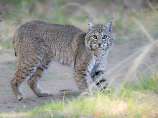Fototapeta premium Arizona Bobcat startled while hunting