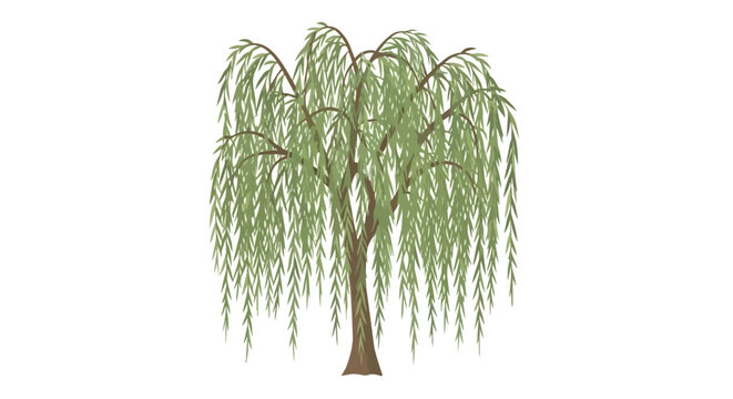 Green Weeping Willow Tree with Drooping Branches Illustration Isolated on White Background