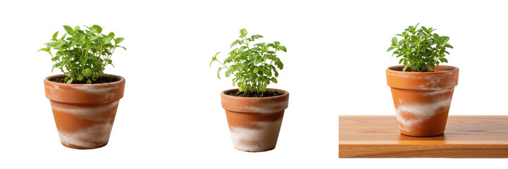 Fototapeta premium Set and collection of fresh green basil plant in ceramic pot isolated on white background