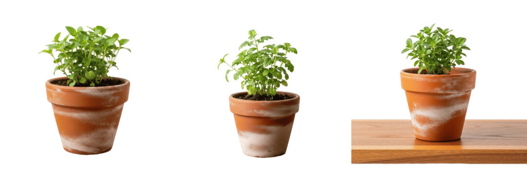 Set and collection of fresh green basil plant in ceramic pot isolated on white background