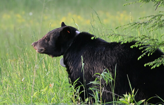 Big Black Bear with Collar