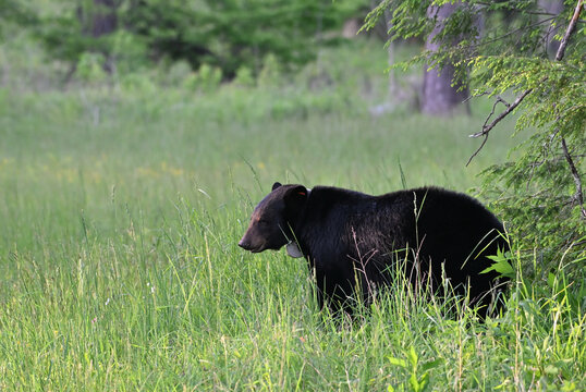 Big Black Bear with Collar