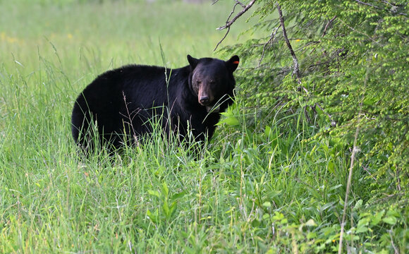 Big Black Bear with Collar