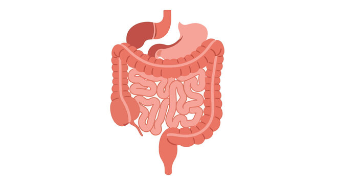 Detailed anatomical illustration of the human digestive tract featuring the stomach, liver, gallbladder, pancreas, and intestines, for medical healthcare and biology education.