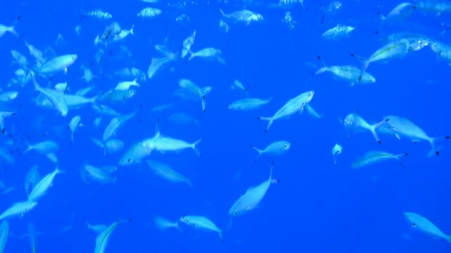School of tropical fusilier fish swimming in crystal clear deep blue ocean water.