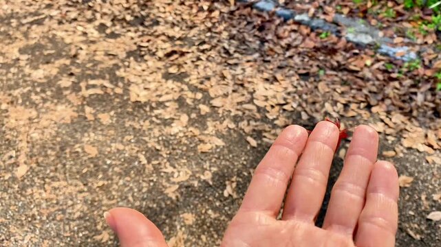  Close-up of a small red autumn maple leaf blowing away from a fingertip