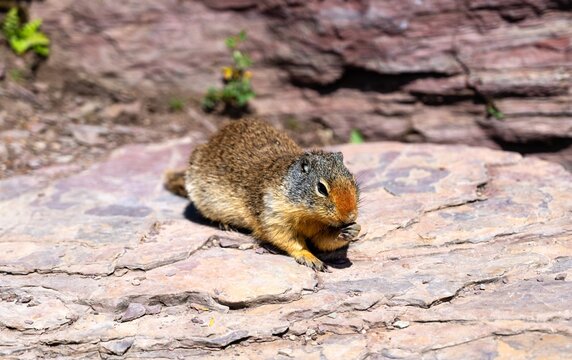 A close-up of a Columbian Ground Squirrel sitting on a red argillite rock at Logan Pass, Glacier National Park. The small rodent is eating, with a reddish-brown nose and paws