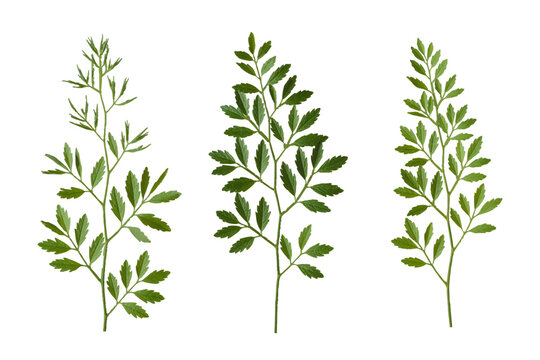 Three sprigs with fresh green leaves, detailed botanical illustration. perfect for nature-themed designs, herbal products, or organic concepts.