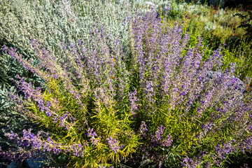Fototapeta premium A California Landscape with Native Plants and Trails looking at Blooming White Sage being Pollinated