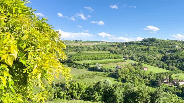 Rolling Green Hills and Vineyards in Piedmont Italy Countryside