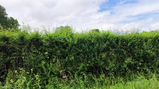 Lush Green Garden Hedge Under a Cloudy Summer Sky in Paris