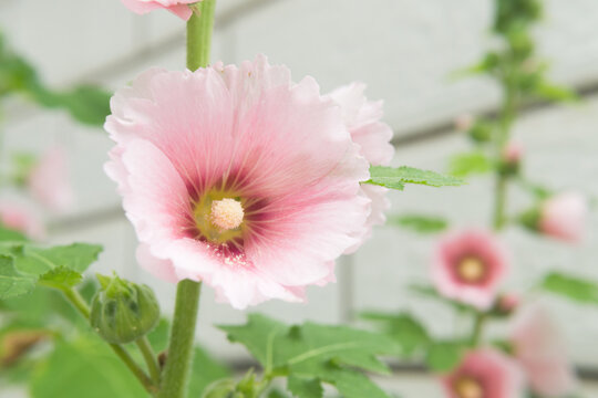 Pink Hollyhock Flower in Bloom