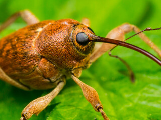walnut weevil on a green leaf in a very close-up © AlMacro